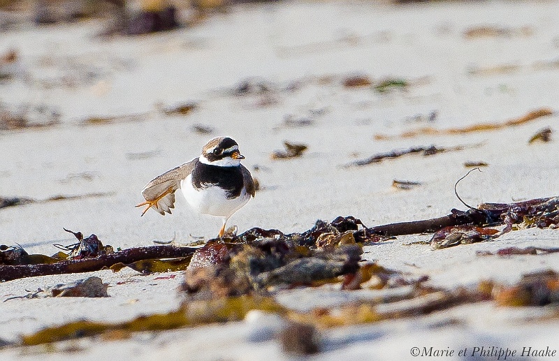 Gravelot grand 5881_wm.jpg - Grand gravelot - Common Ringed Plover - Charadrius hiaticula(Bretagne, France, janvier 2011)
